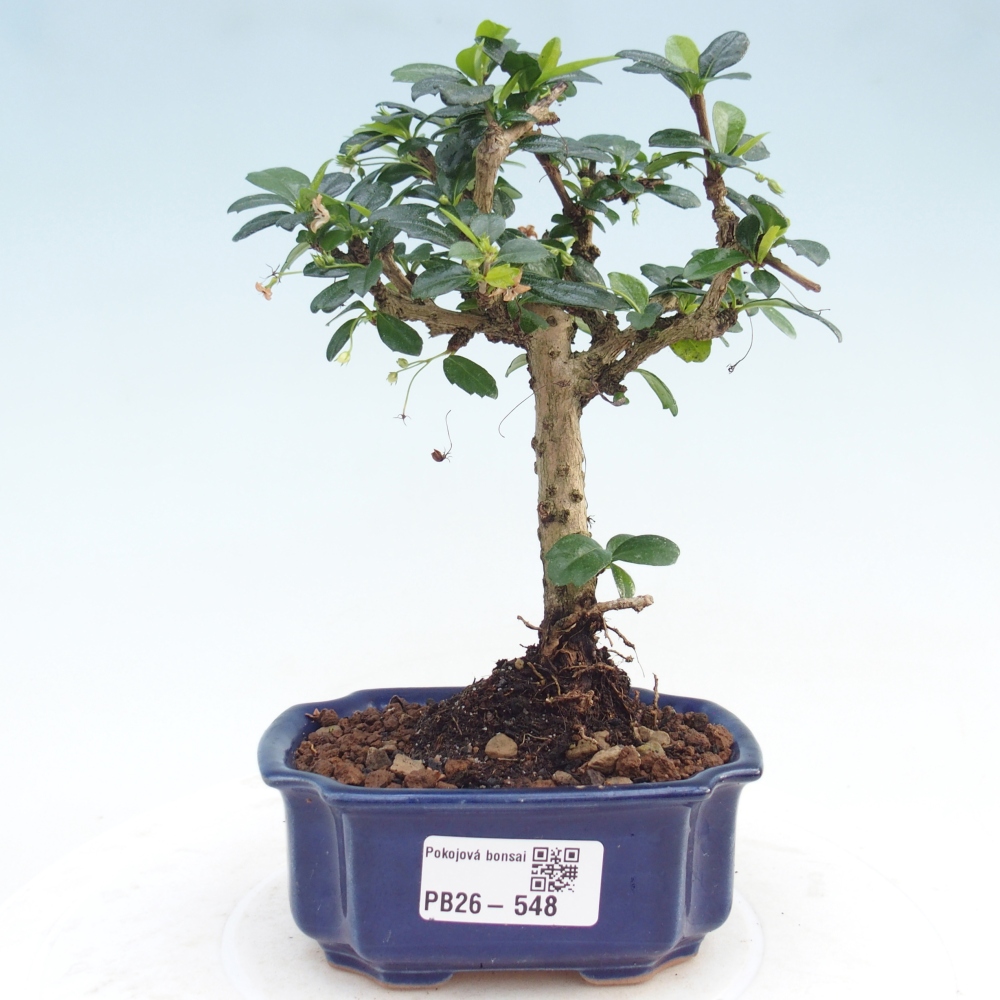 Camera bonsai - Carmona macrophylla - Tea fuki