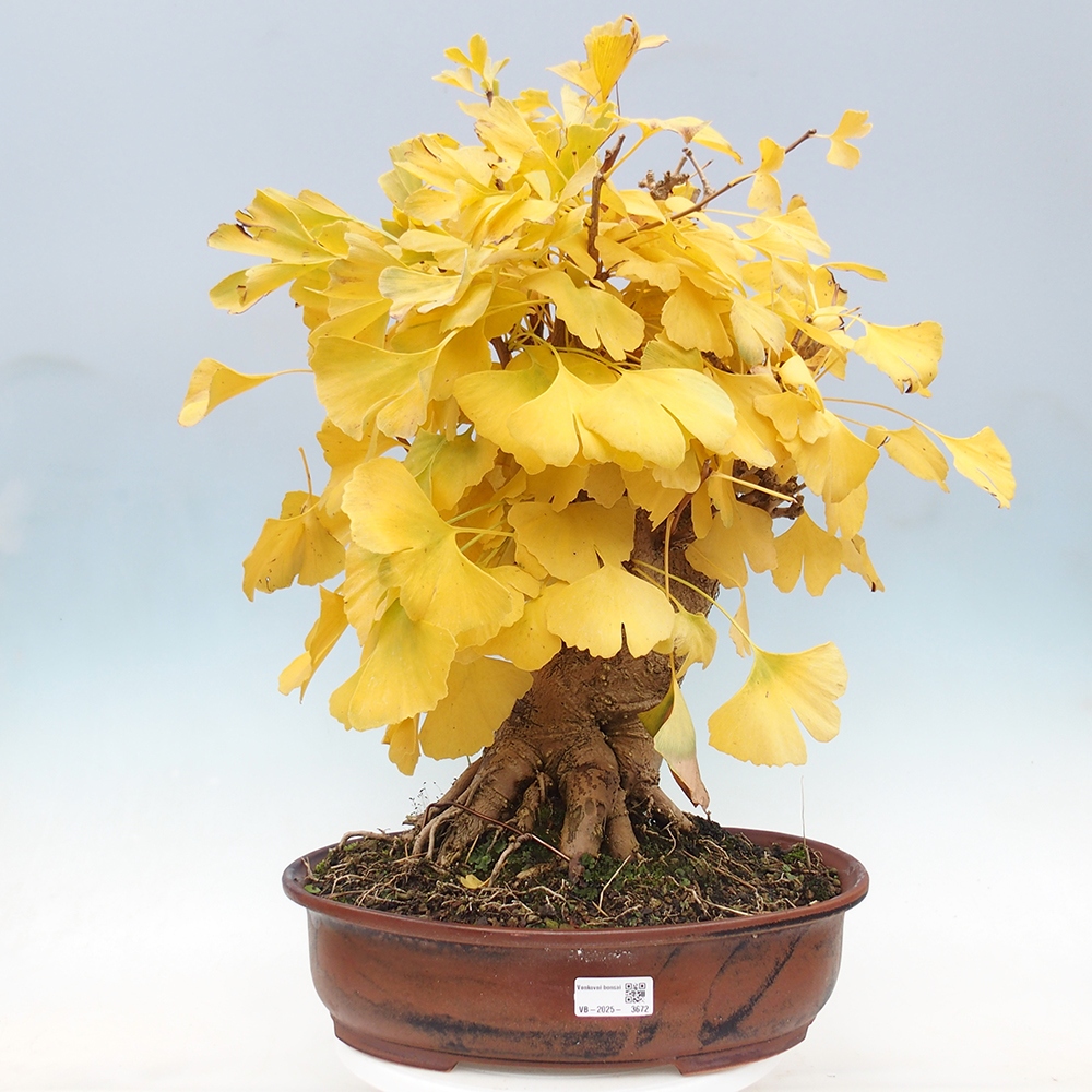 Bonsai da esterno - Ginkgo biloba - Ginkgo biloba