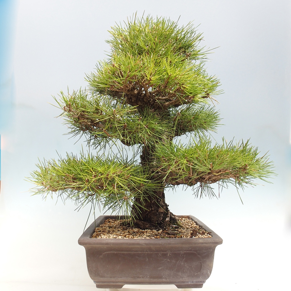 Bonsai da esterno - Pinus thunbergii - Pino di Thunberg