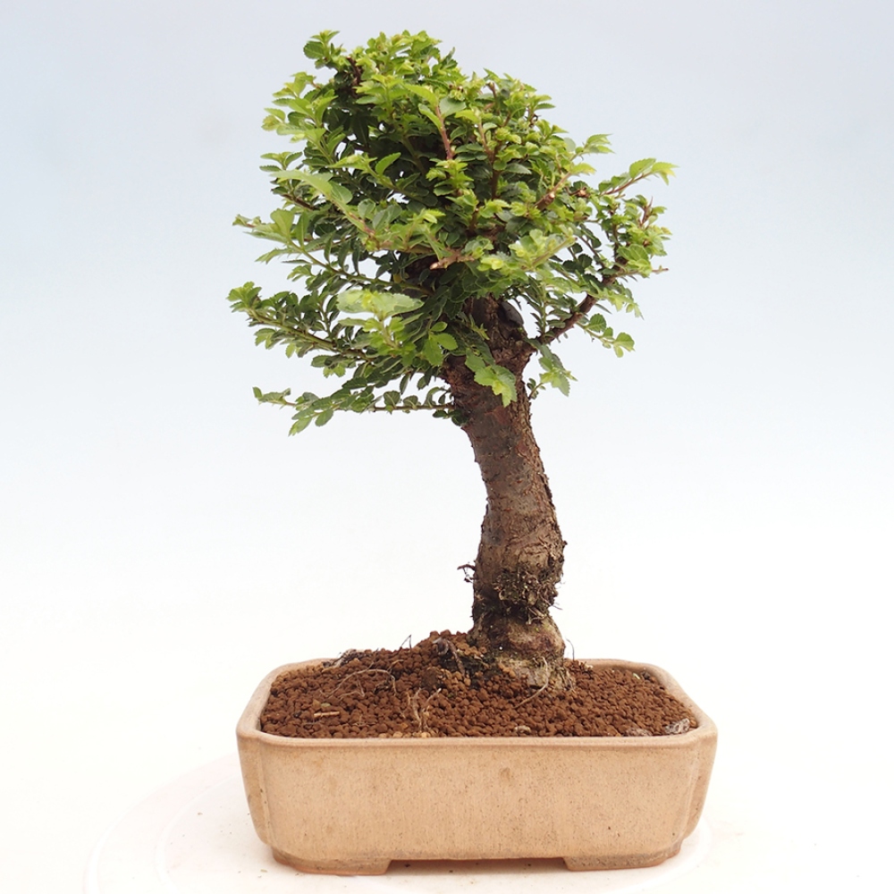 Bonsai da esterno - Ulmus parvifolia Hokkaido - Olmo cinese
