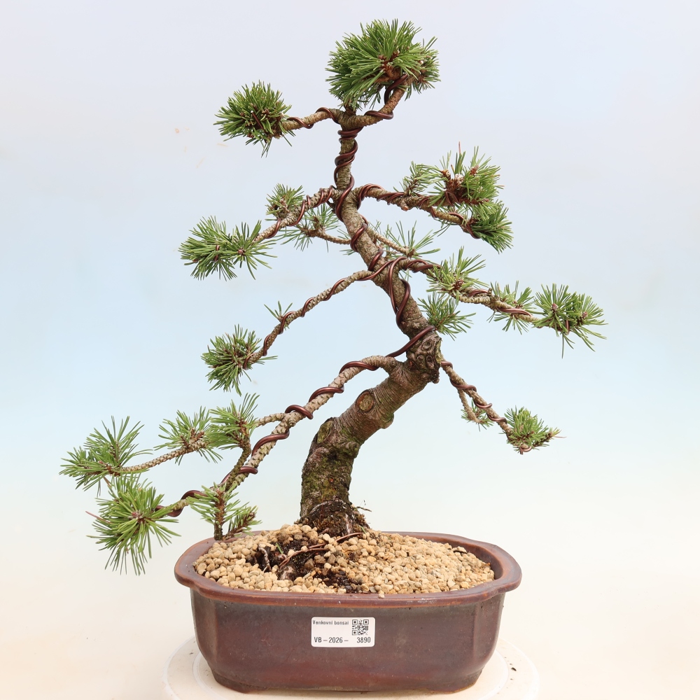 Bonsai da esterno - Pinus mugo Humpy  - Pino mugo