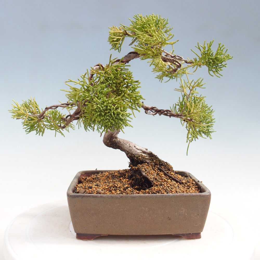 Bonsai da esterno - Juniperus chinensis Kishu