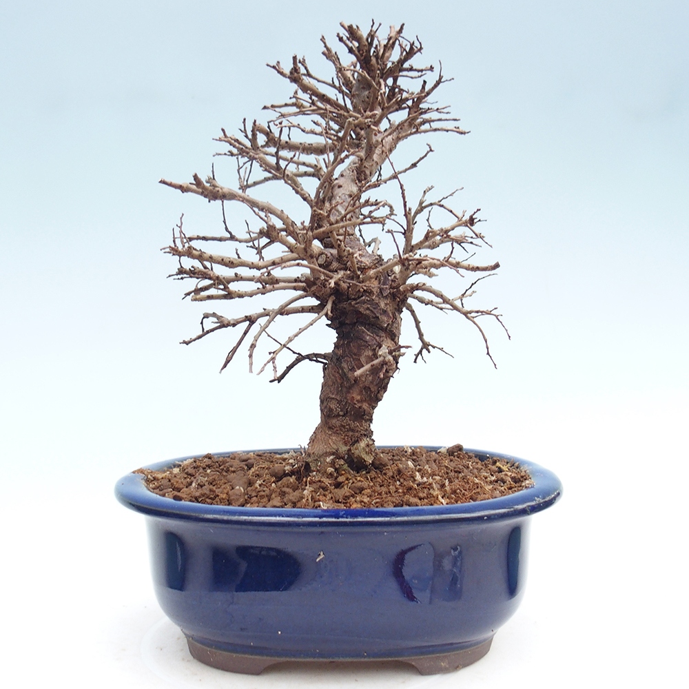 Bonsai da esterno - Zelkova - Zelkova NIRE