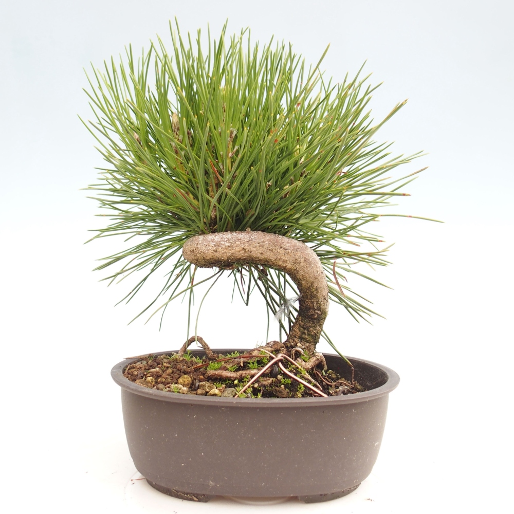 Bonsai da esterno - Pinus thunbergii - Pino di Thunberg