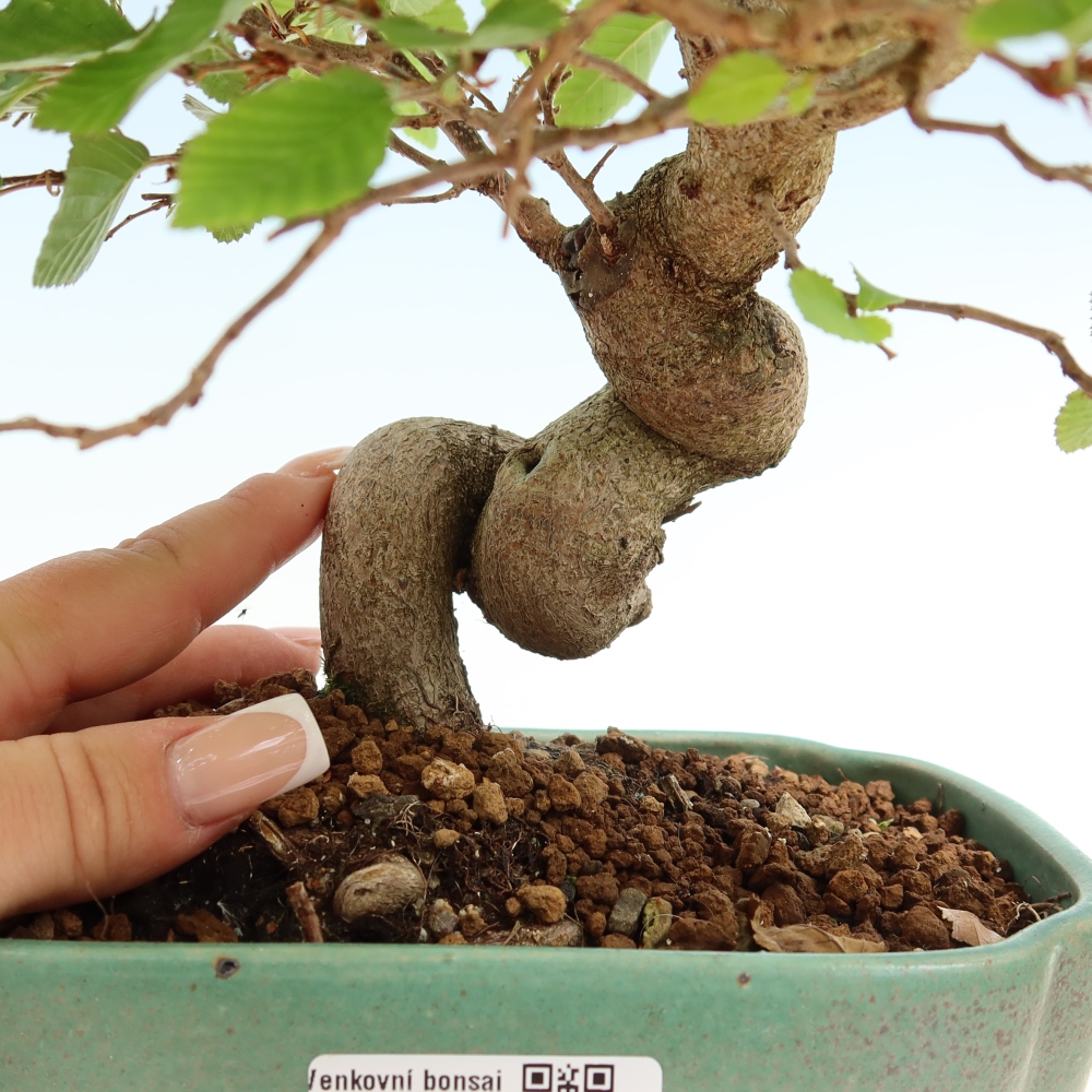 Bonsai da esterno -Carpinus Coreana - Carpino coreano