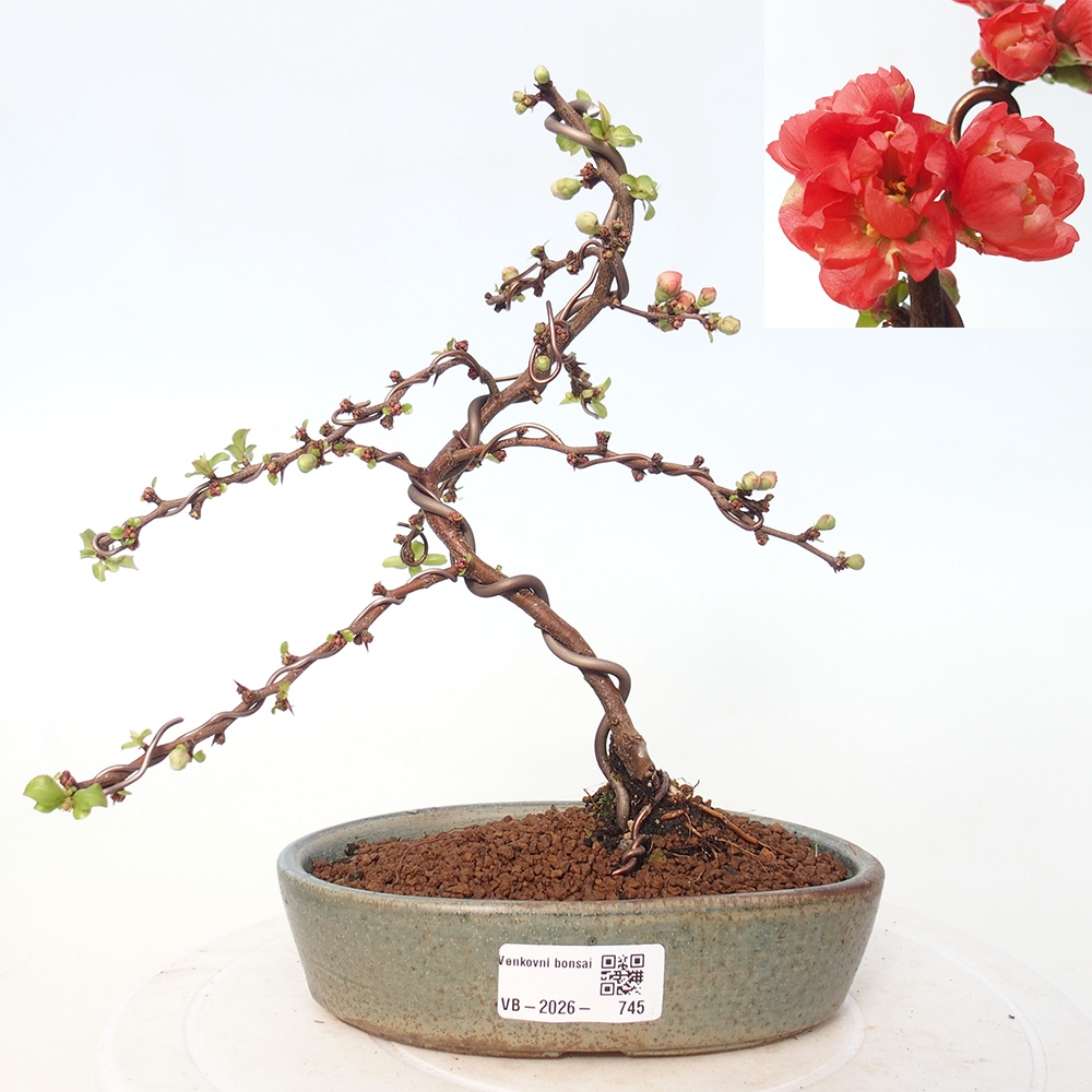 Bonsai da esterno - Chaneomeles s. Red Joy - Cotogno