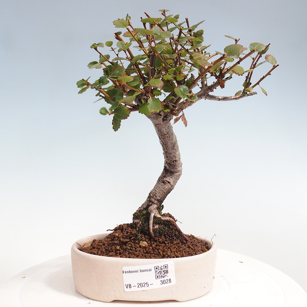 Bonsai da esterno - Betulla - Betula NANA