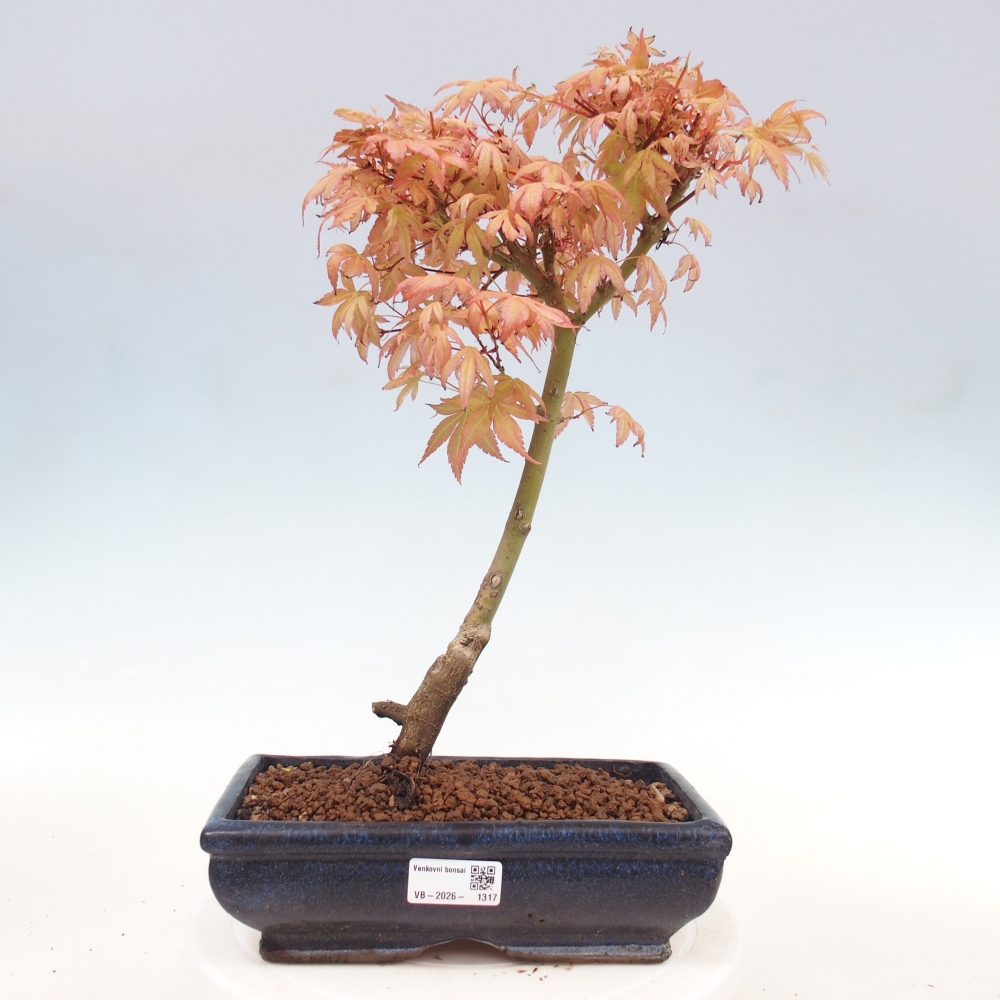 Acero norvegese - Acer palmatum Beni Tsukasa