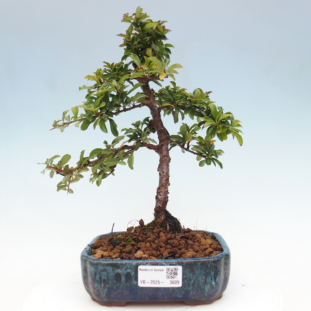 Bonsai da esterno-Pyracantha Teton -Hlox