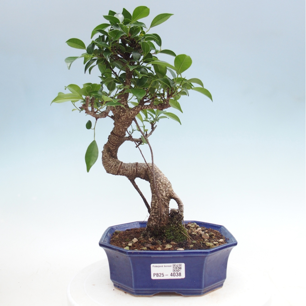 Camera bonsai - Ficus retusa - ficus a foglie piccole