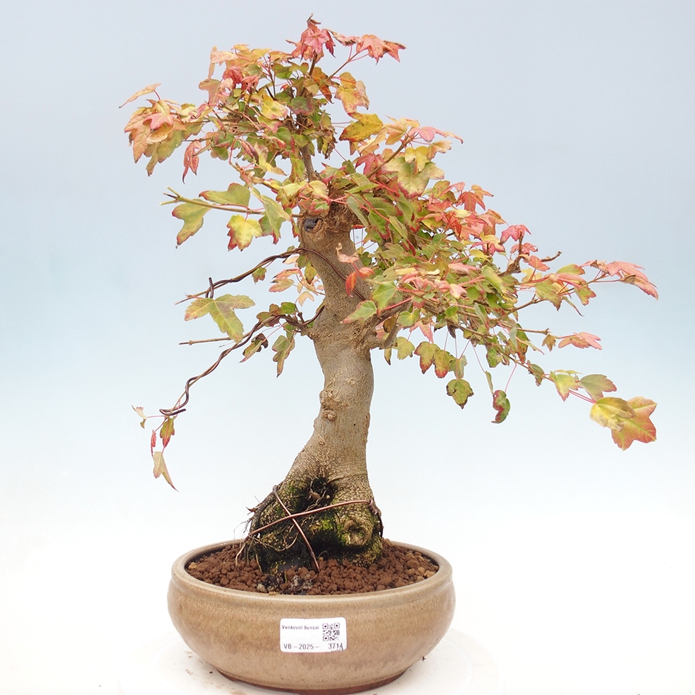Bonsai da esterno - Acer Buergerianum - Acero di Burger