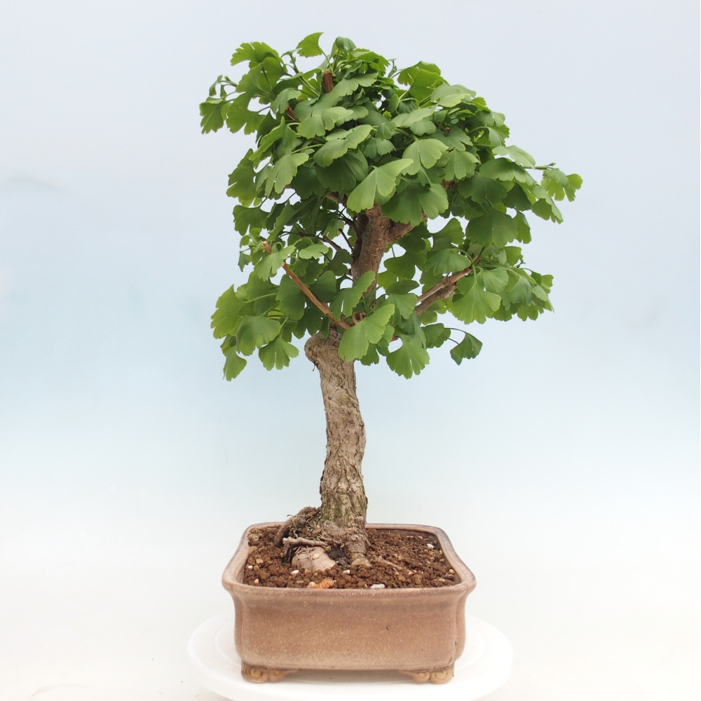 Bonsai da esterno - Ginkgo biloba - Ginkgo biloba