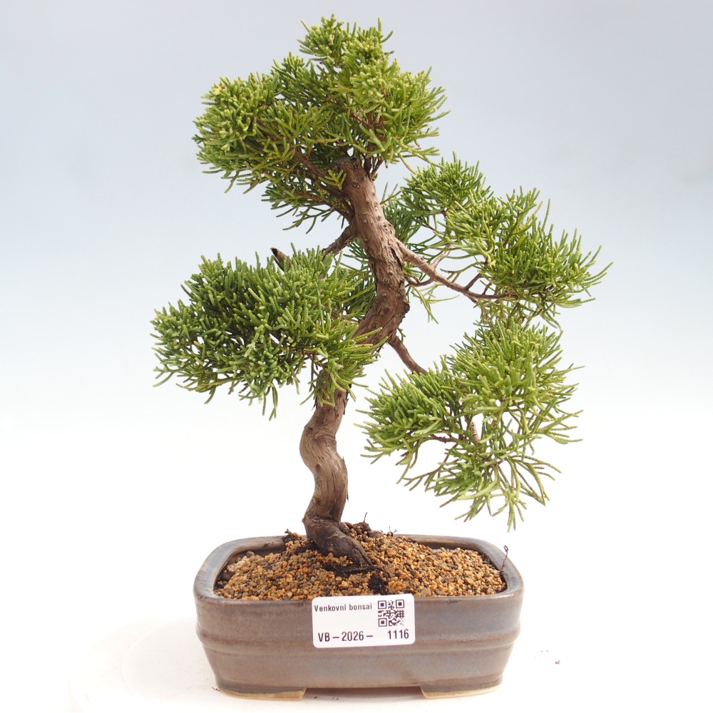 Bonsai da esterno - Juniperus chinensis Kishu