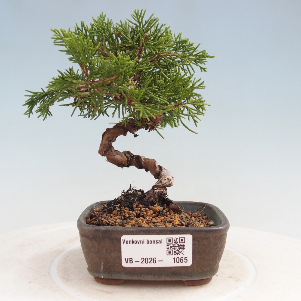 Bonsai da esterno - Juniperus chinensis Kishu