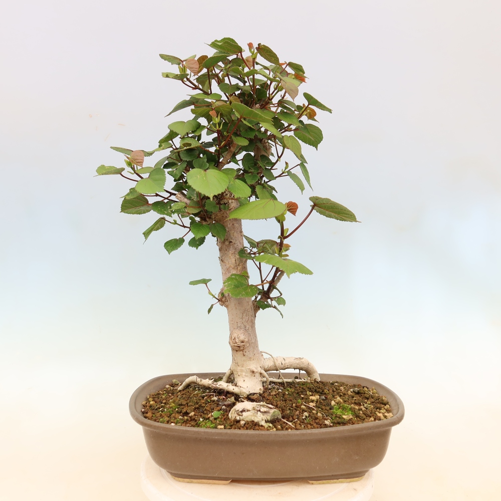 Bonsai da interno - Hibiscus tiliaceus - Ibisco marino