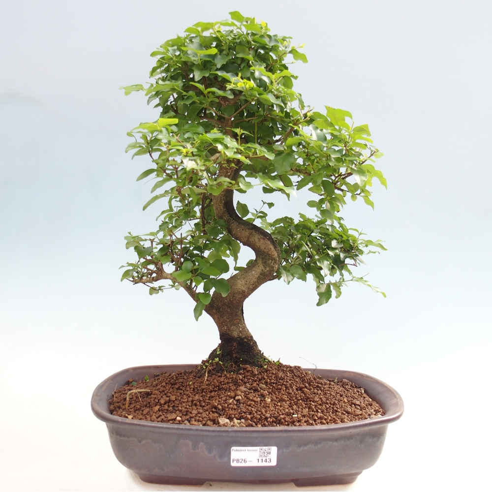 Camera bonsai -Ligustrum chinensis - Becco d'uccello