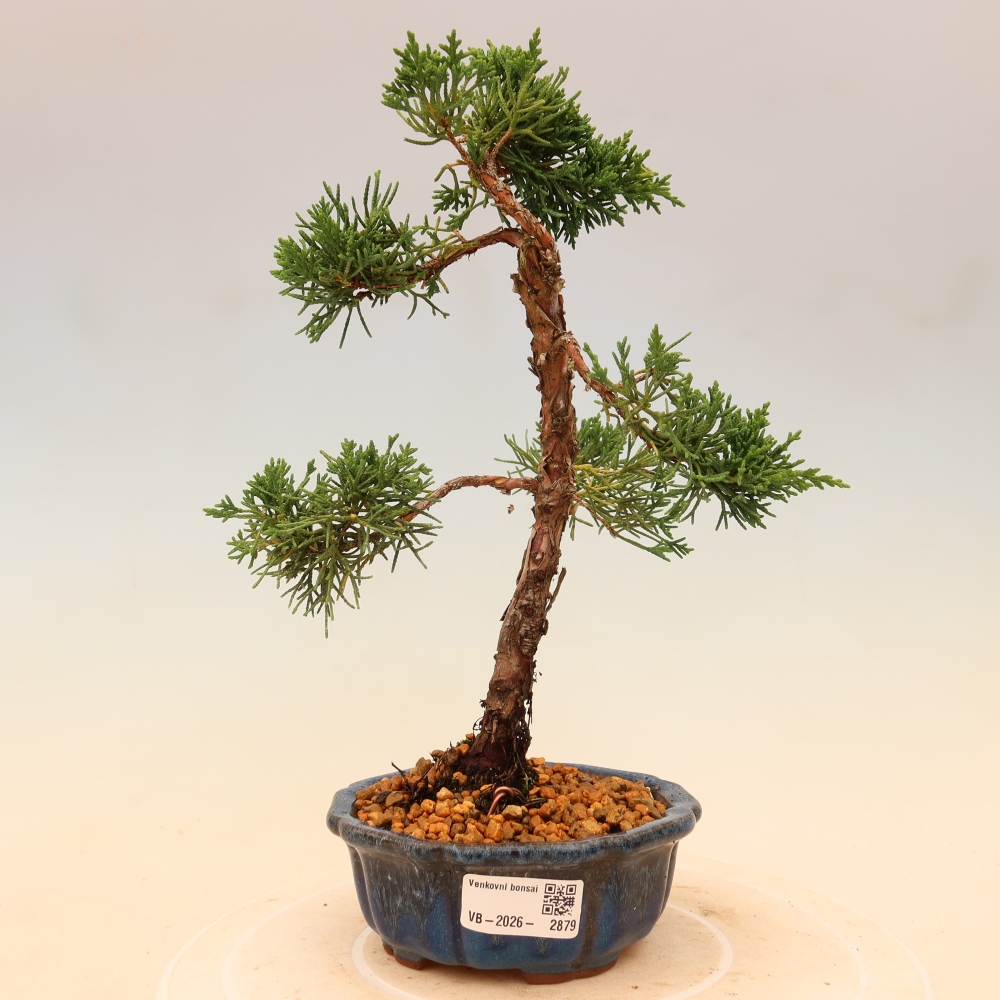 Bonsai da esterno - Juniperus chinensis Kishu