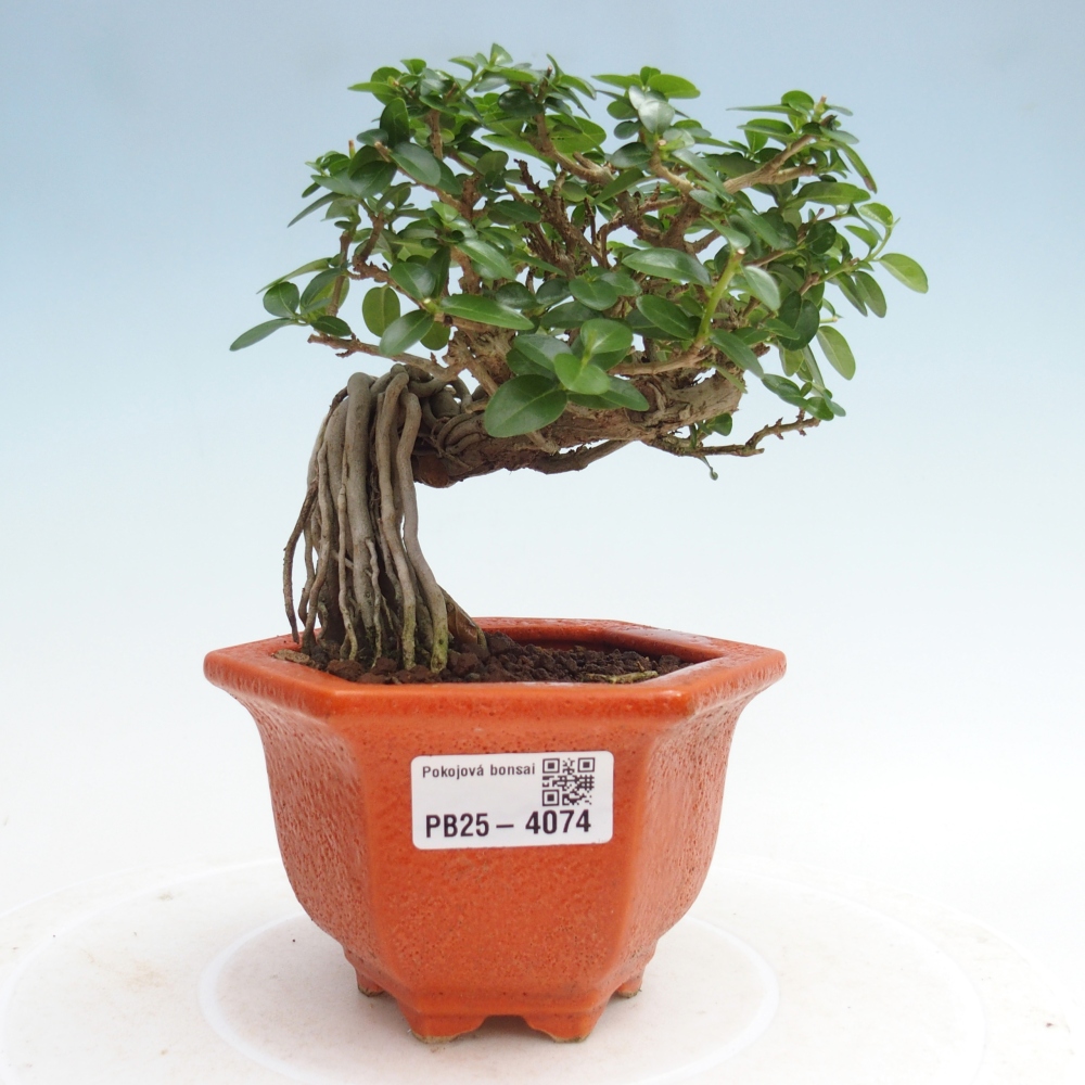Bonsai da interno - Premna serratifolia - Kozlovna malolista