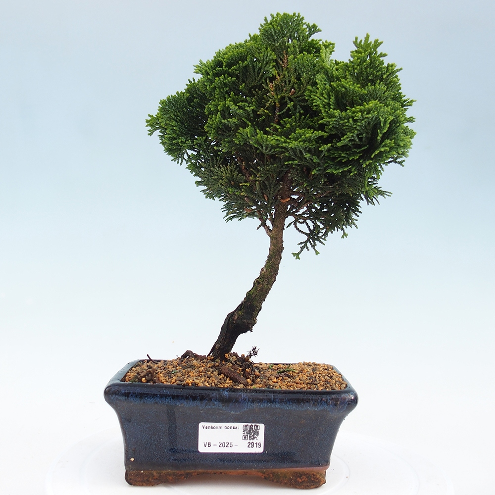 Bonsai da esterno - Cham.pis obtusa Nana Gracilis - Cipresso