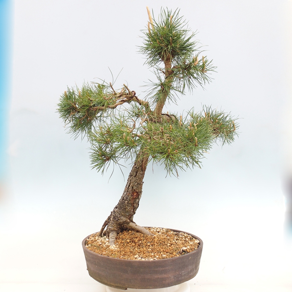 Bonsai da esterno - Pinus thunbergii - Pino di Thunberg