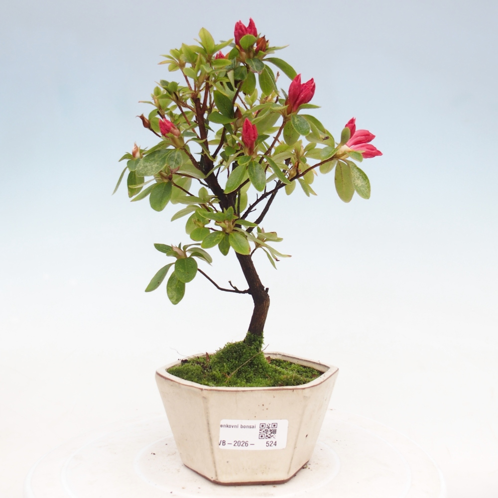 Bonsai da esterno - Azalea giapponese - Azalea sp.