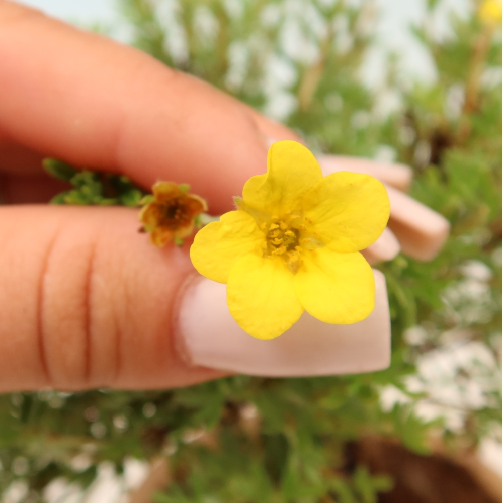 Bonsai da esterno - Potentilla fruticosa - Goldkissen