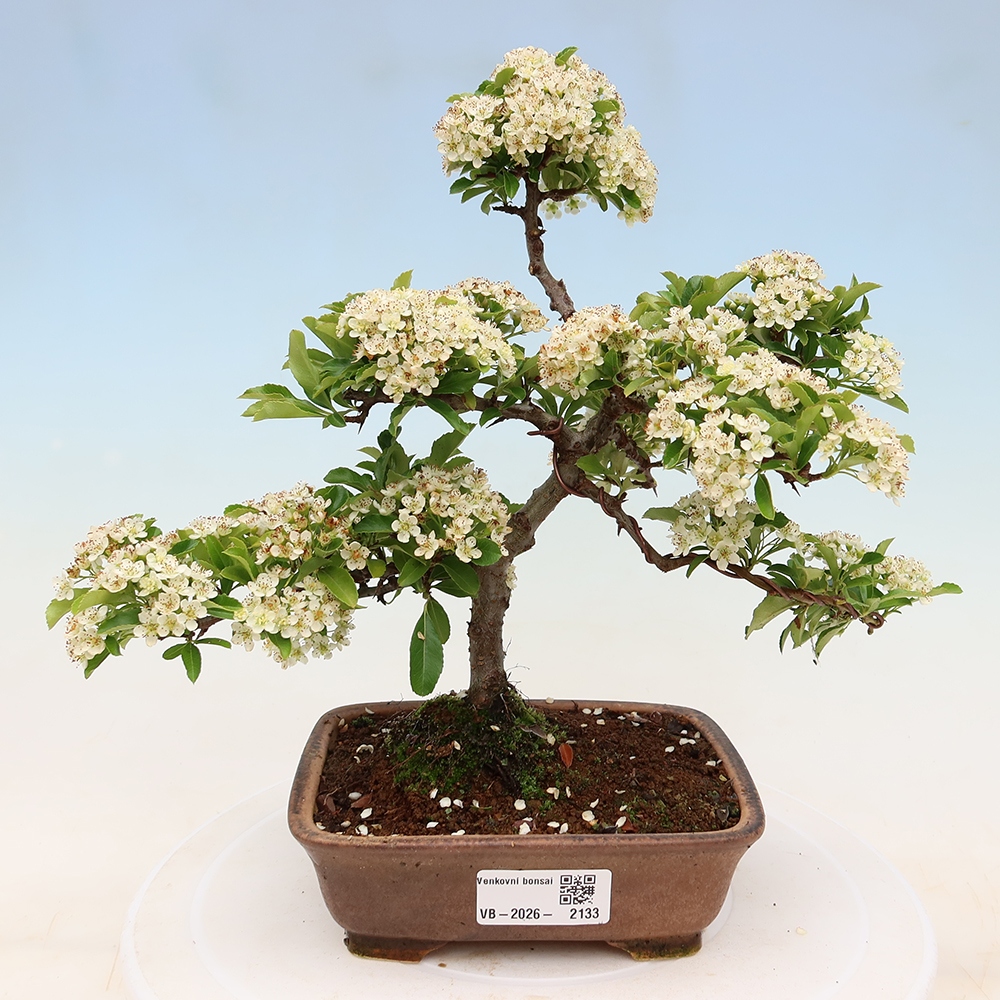 Bonsai da esterno - Pyracantha teton - Pyracantha scarlatta