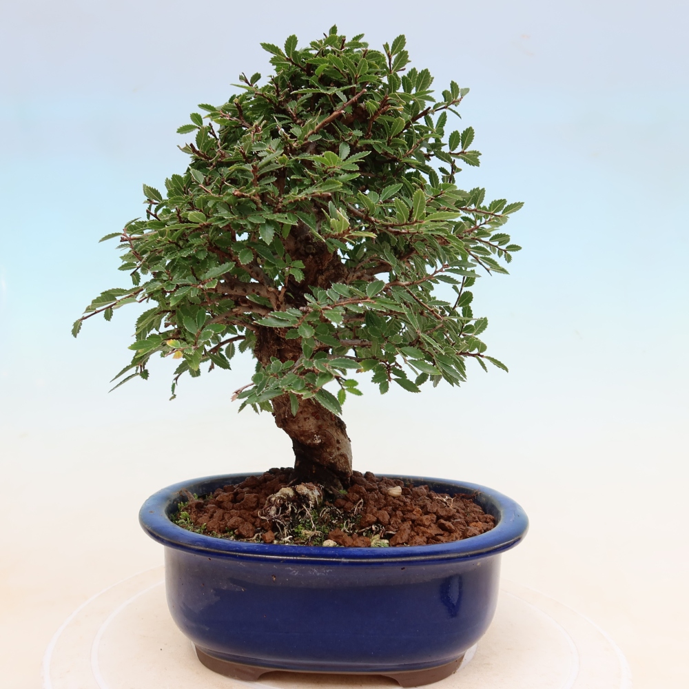 Bonsai da esterno - Zelkova - Zelkova NIRE