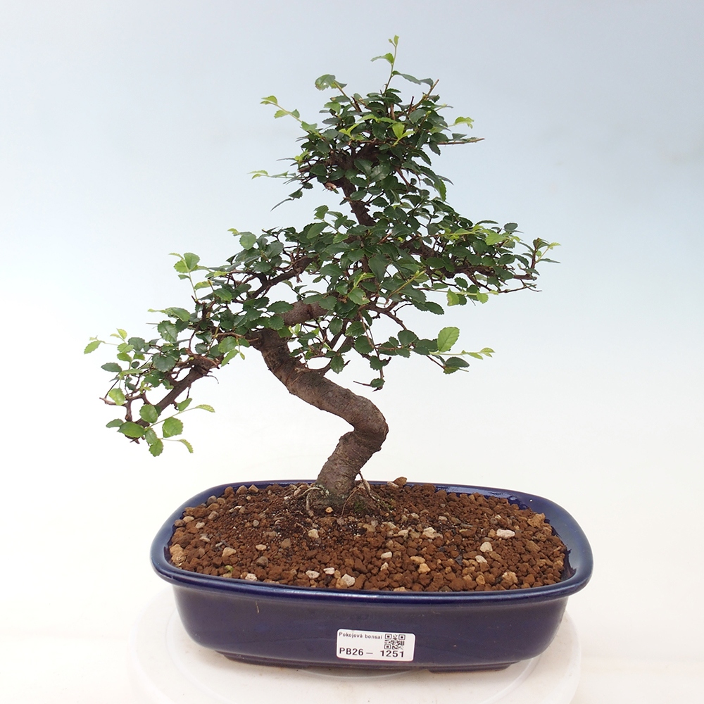 Camera bonsai - Ulmus parvifolia - Olmo a foglie piccole