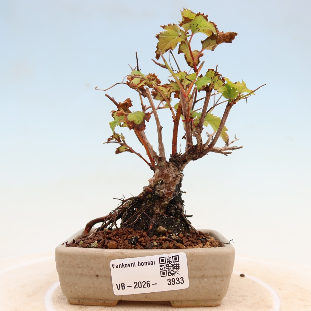 Bonsai da esterno - Stephanandra incisa - Stephanandra incisa