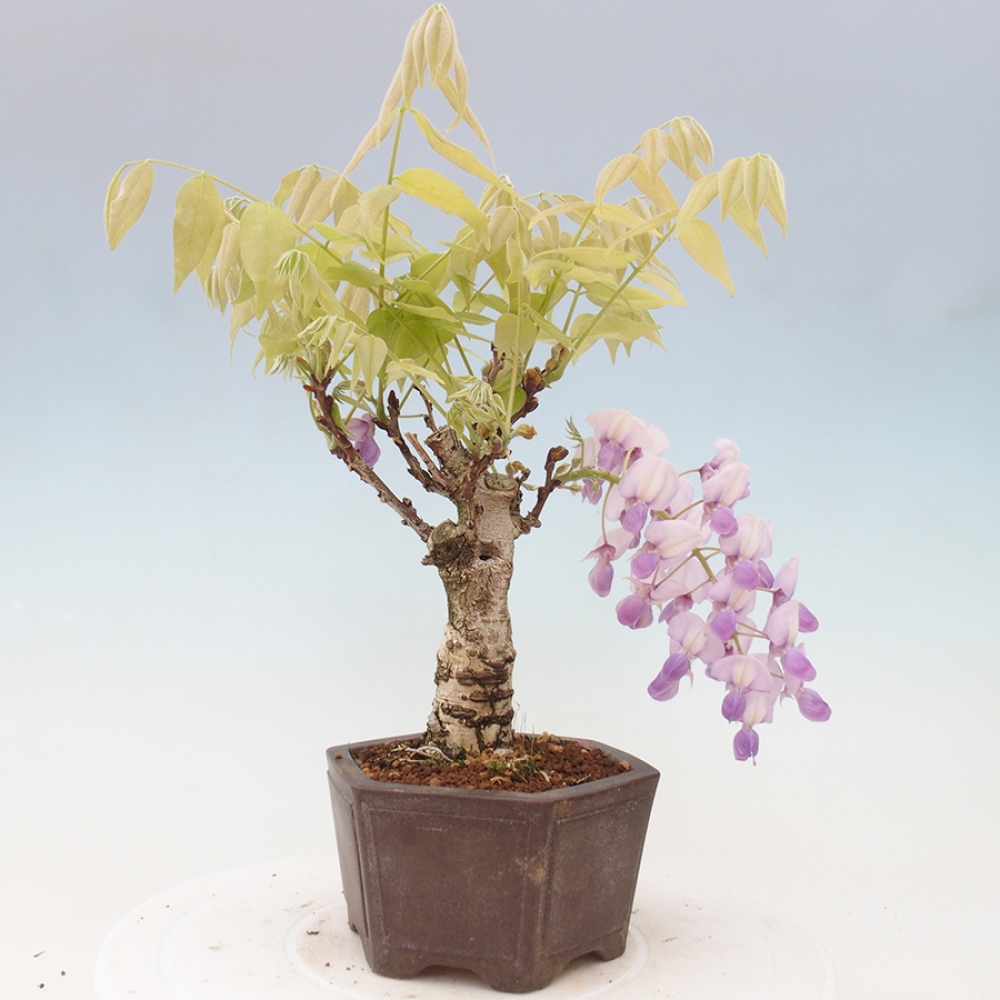 Bonsai da esterno - Glicine floribunda