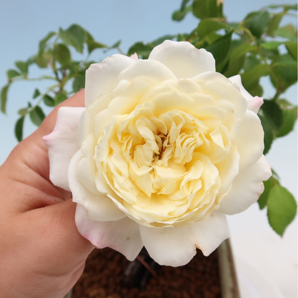 Bonsai da esterno - Rosa Kordes - rosa