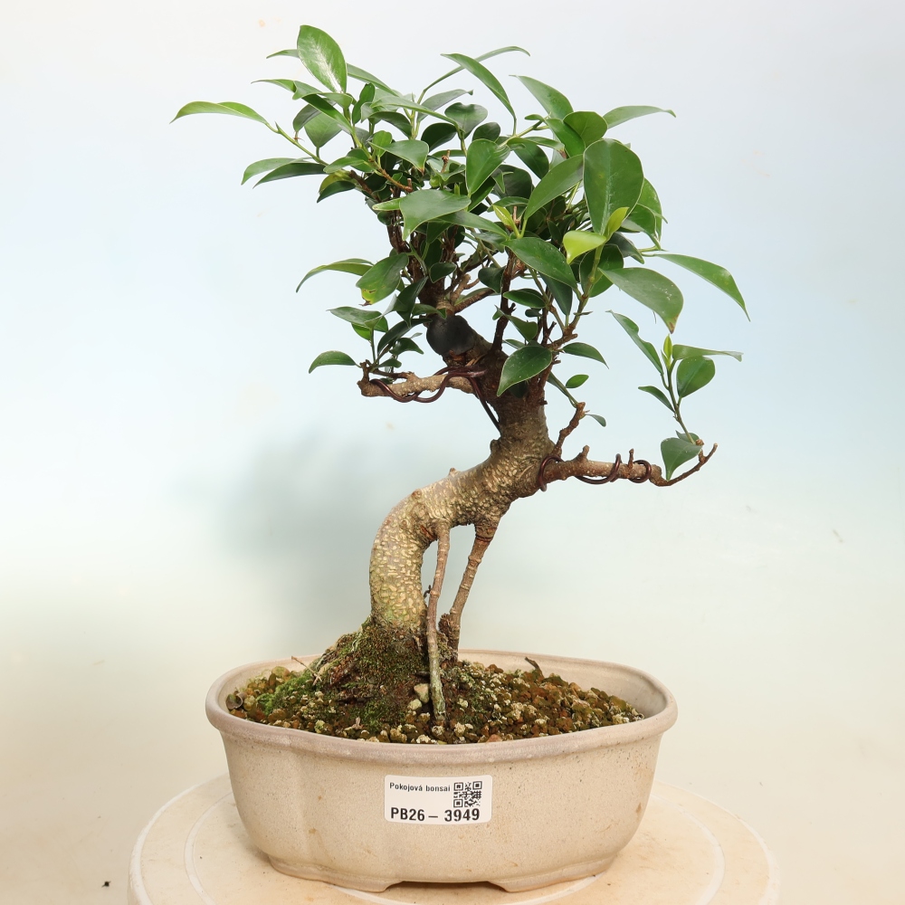 Camera bonsai - Ficus kimmen - ficus a foglie piccole
