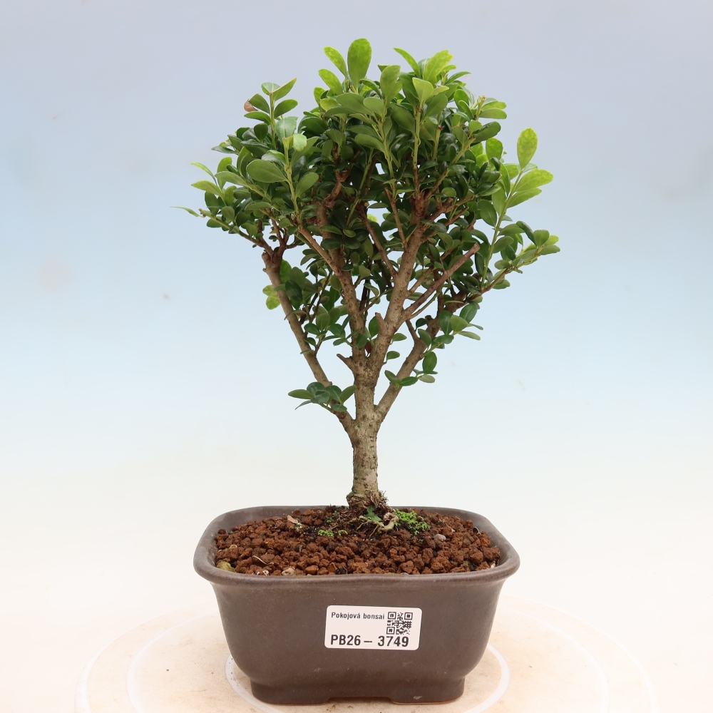 Camera bonsai - Ilex crenata - Agrifoglio