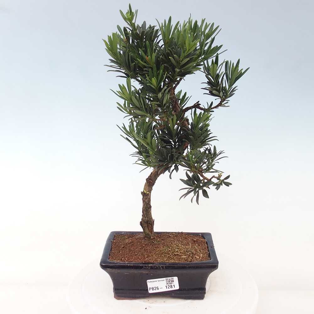 Camera bonsai - Podocarpus - Tasso delle pietre