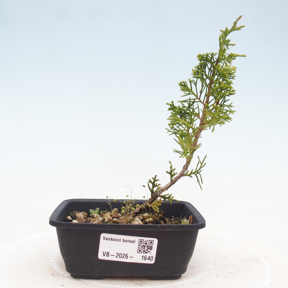 Bonsai da esterno - Juniperus chinensis Itoigawa