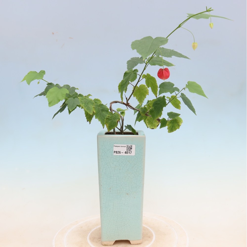 Bonsai da interno - Abutilon Big Bell - Cloudberry