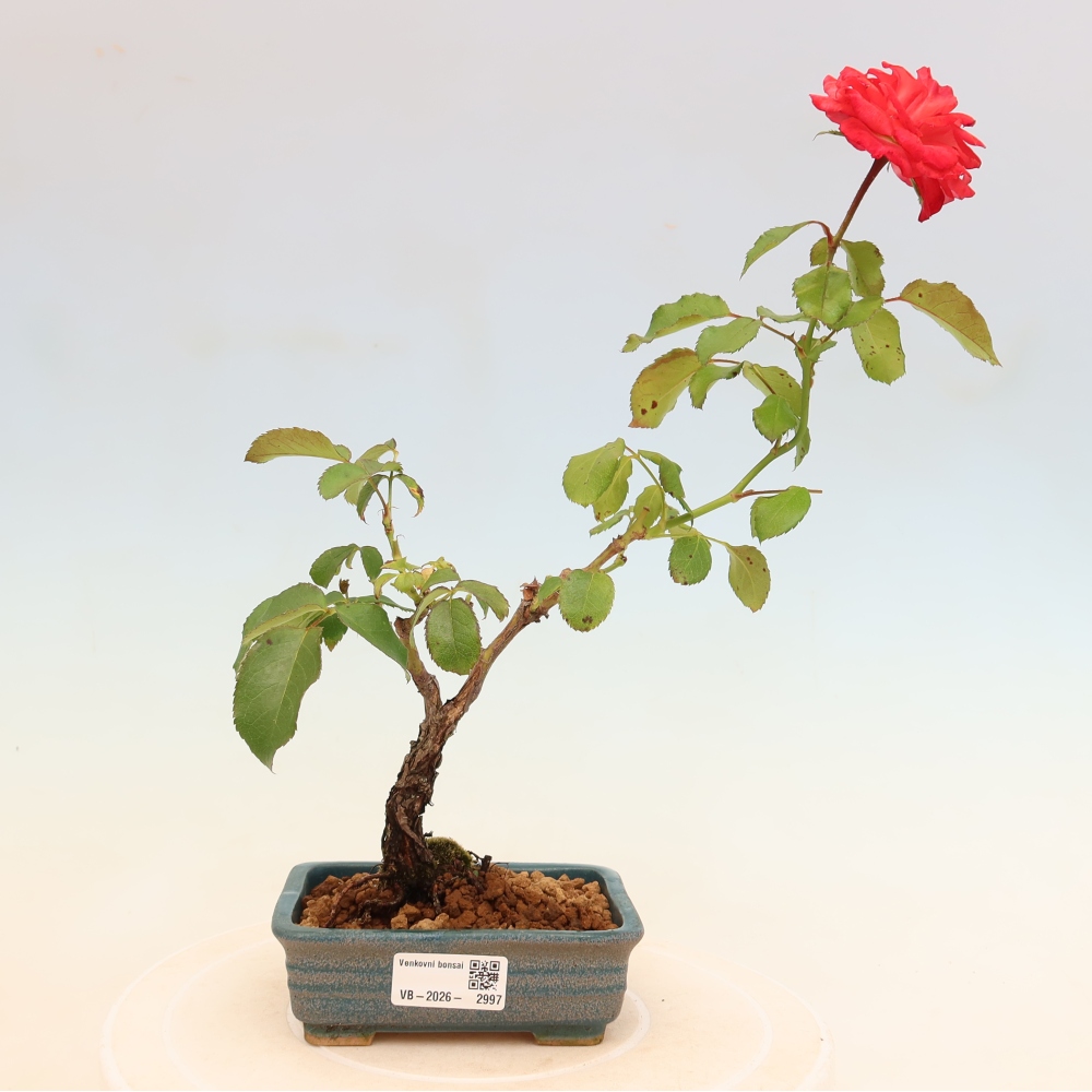 Bonsai da esterno - Rosa Kordes - rosa