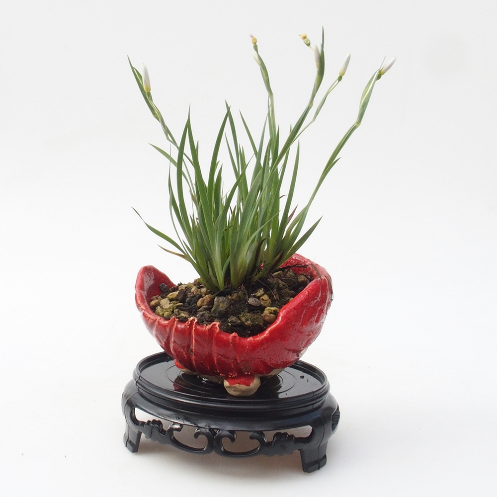 Tavolo bonsai rotondo in plastica 10 x 10 x 3,5 cm, nero