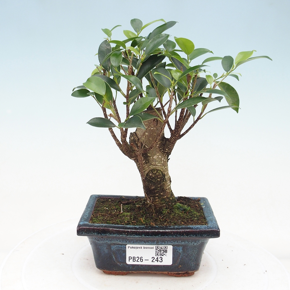 Camera bonsai Ficus retusa kimmen
