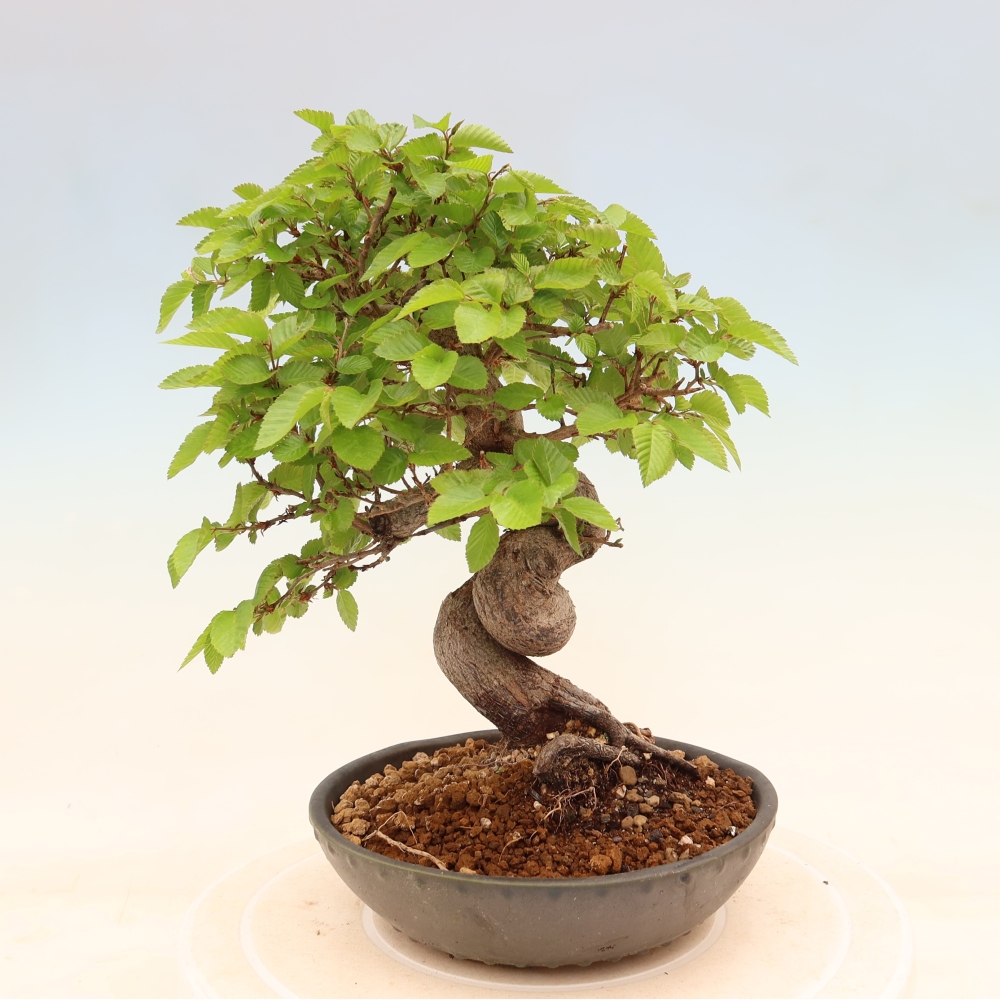 Bonsai da esterno -Carpinus Coreana - Carpino coreano