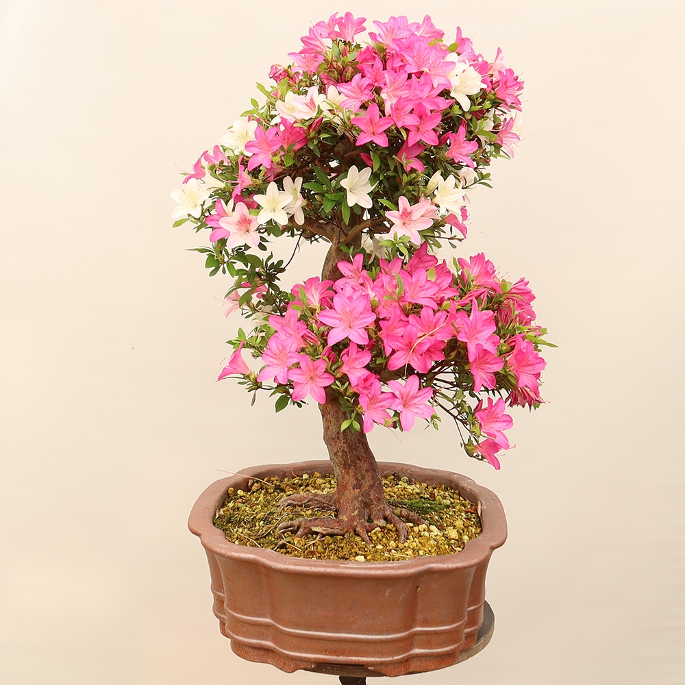 Bonsai da esterno - Azalea giapponese - Azalea Miyabihime
