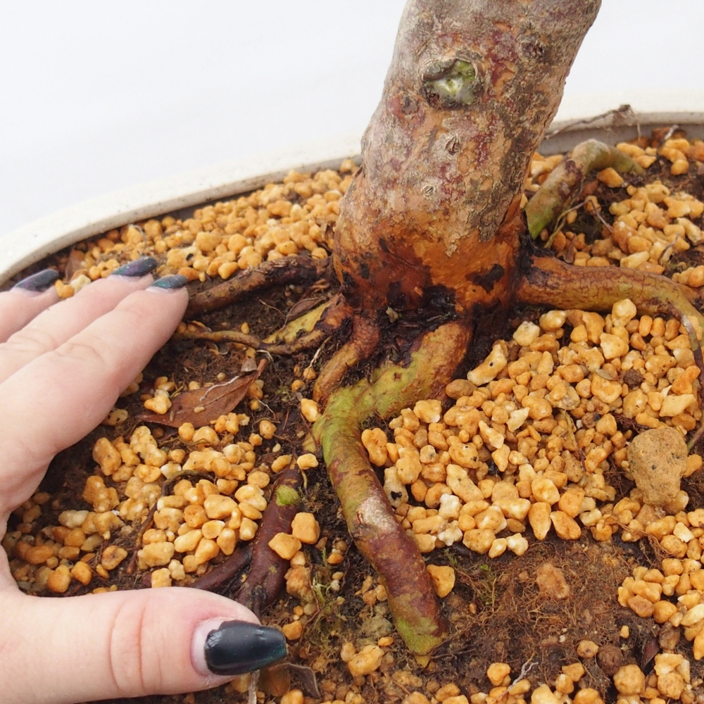 Bonsai da esterno - Azalea giapponese - Azalea Hanatsuzuri