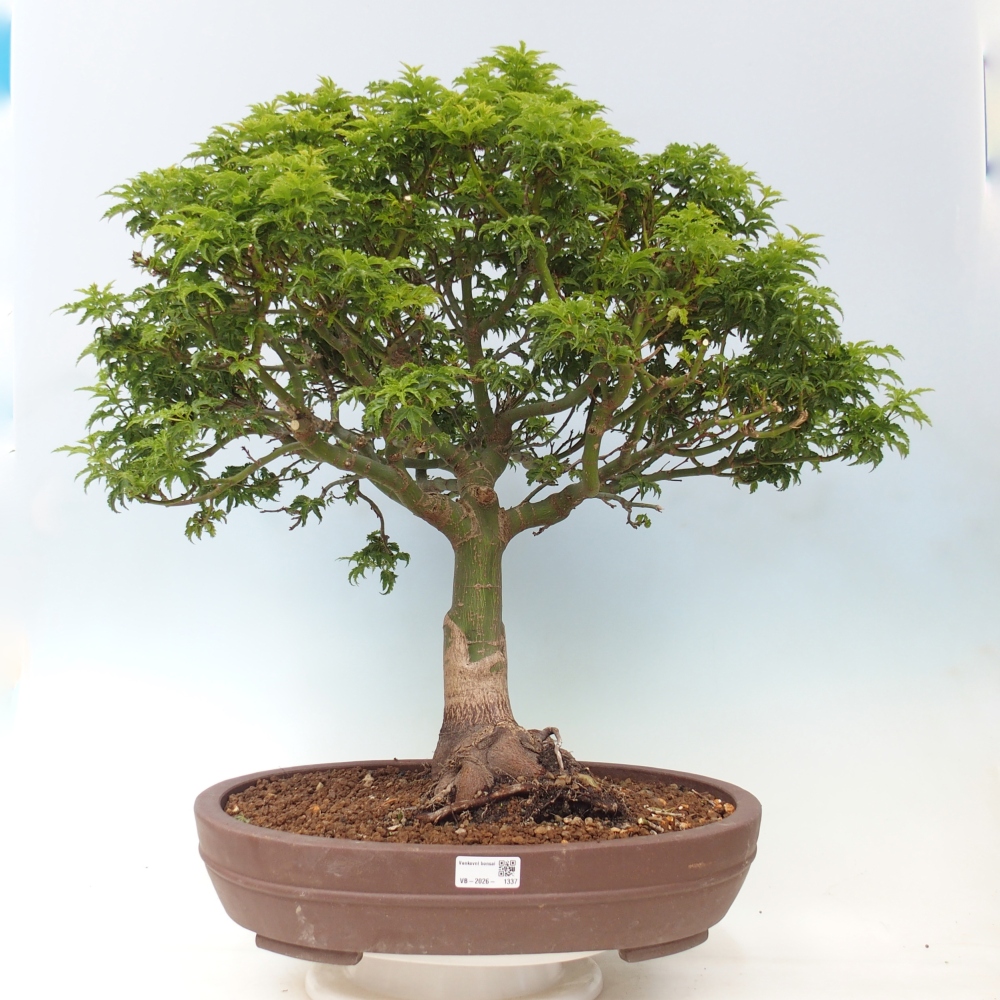 Bonsai da esterno -Palma di Giava Acer palmatum Shishigashira