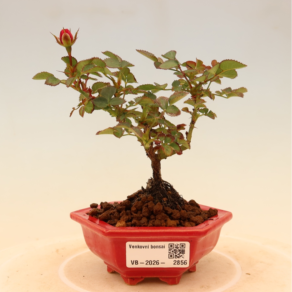 Bonsai da esterno - Rosa Kordes - rosa