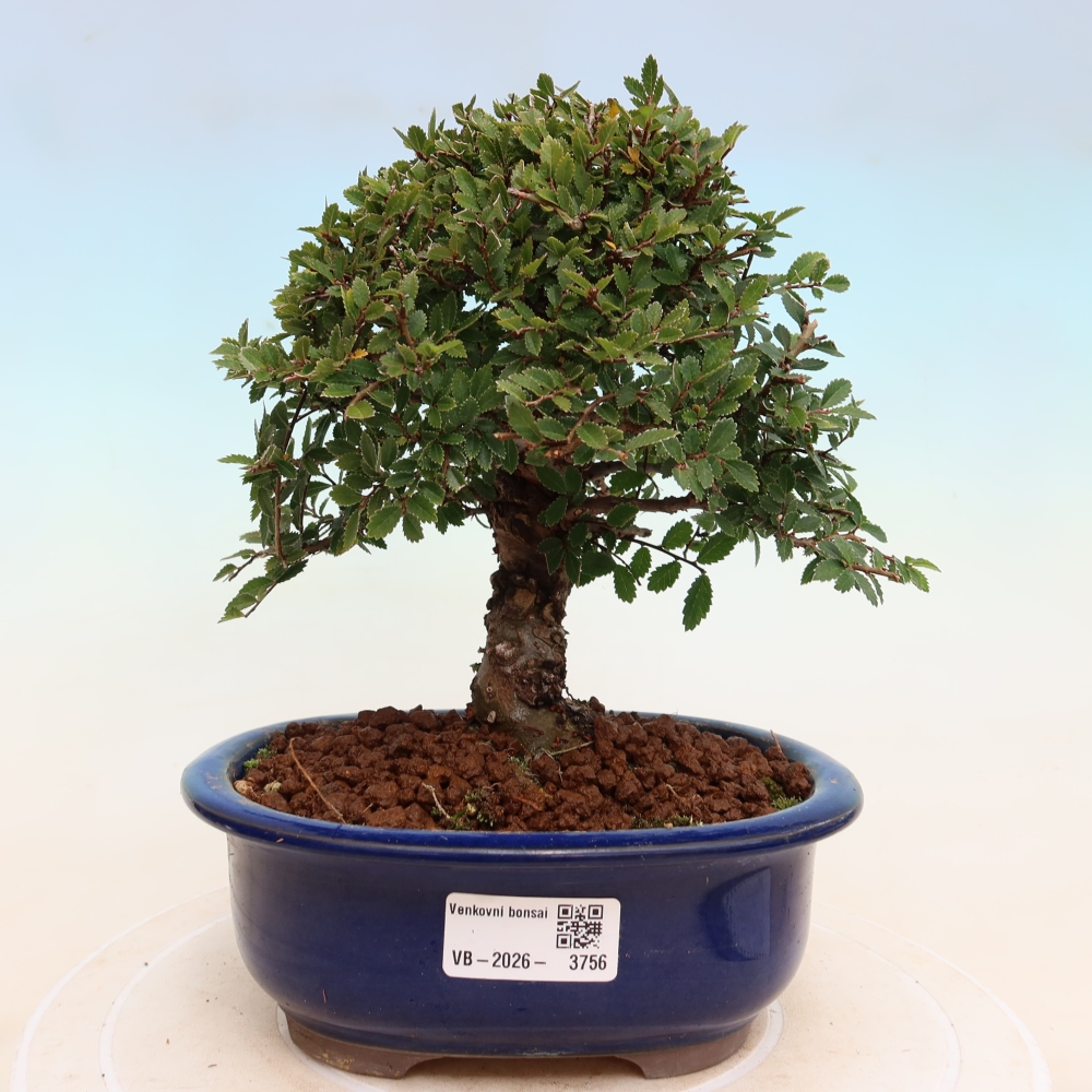 Bonsai da esterno - Zelkova - Zelkova NIRE
