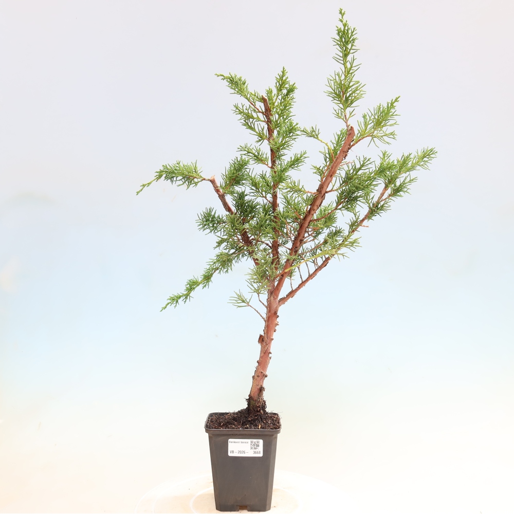 Bonsai da esterno - Juniperus chinensis Kishu