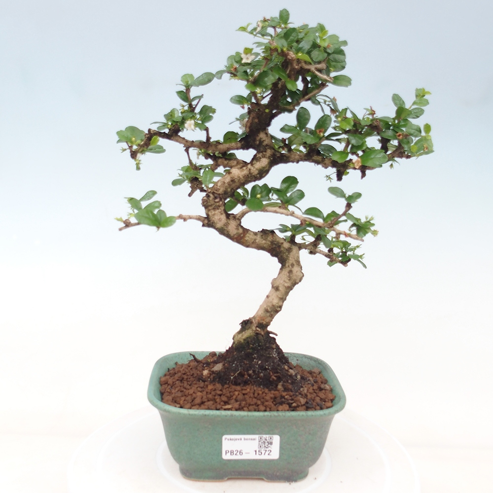 Camera bonsai - Carmona macrophylla - Tea fuki