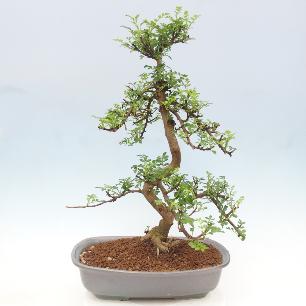 Camera bonsai - Zantoxylum piperitum - albero del pepe
