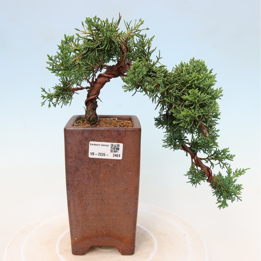Bonsai da esterno - Juniperus chinensis Kishu